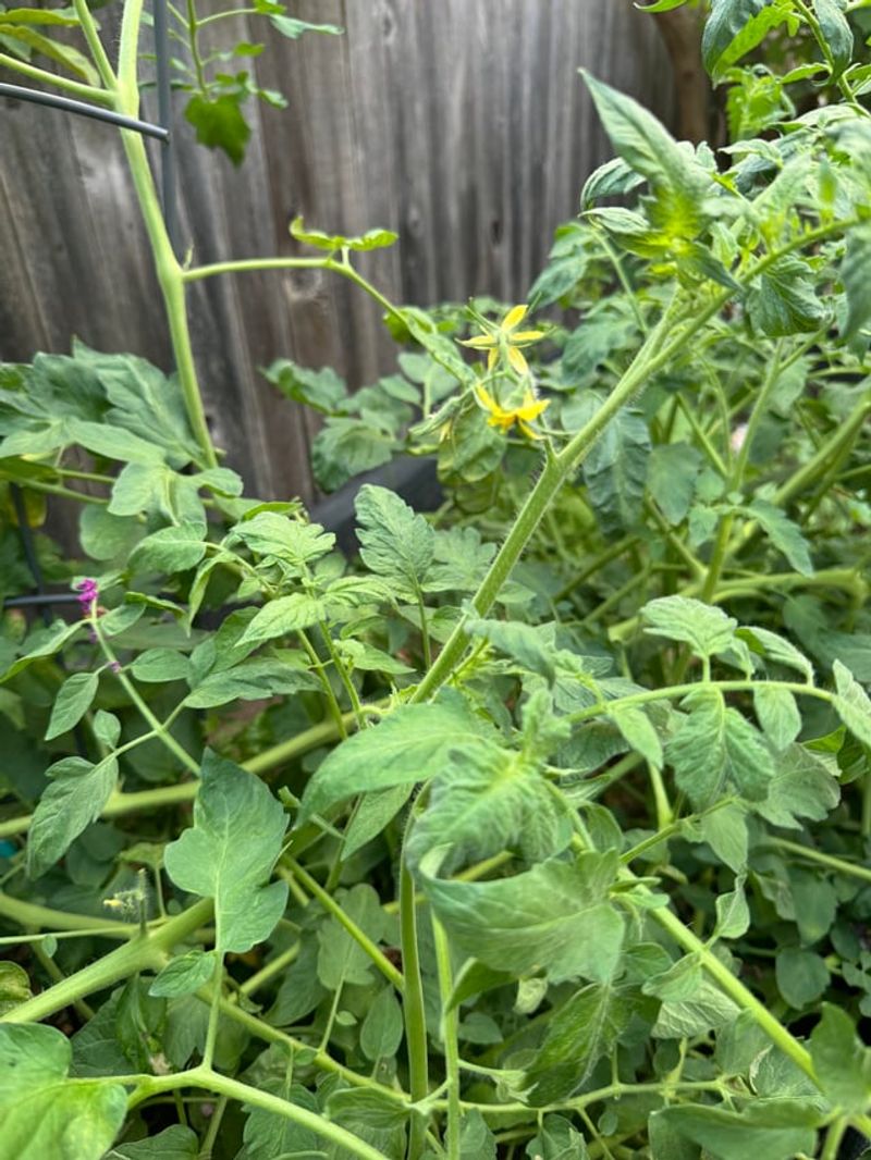 Leaving Tomato Plants In Heavy Afternoon Shade