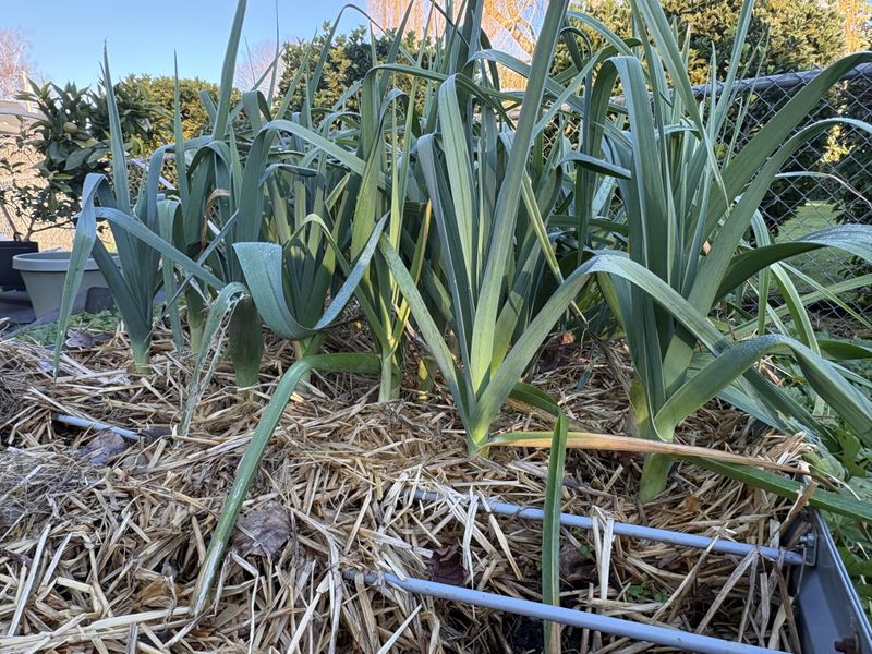 Leeks Stand Tougher Than Tender Greens