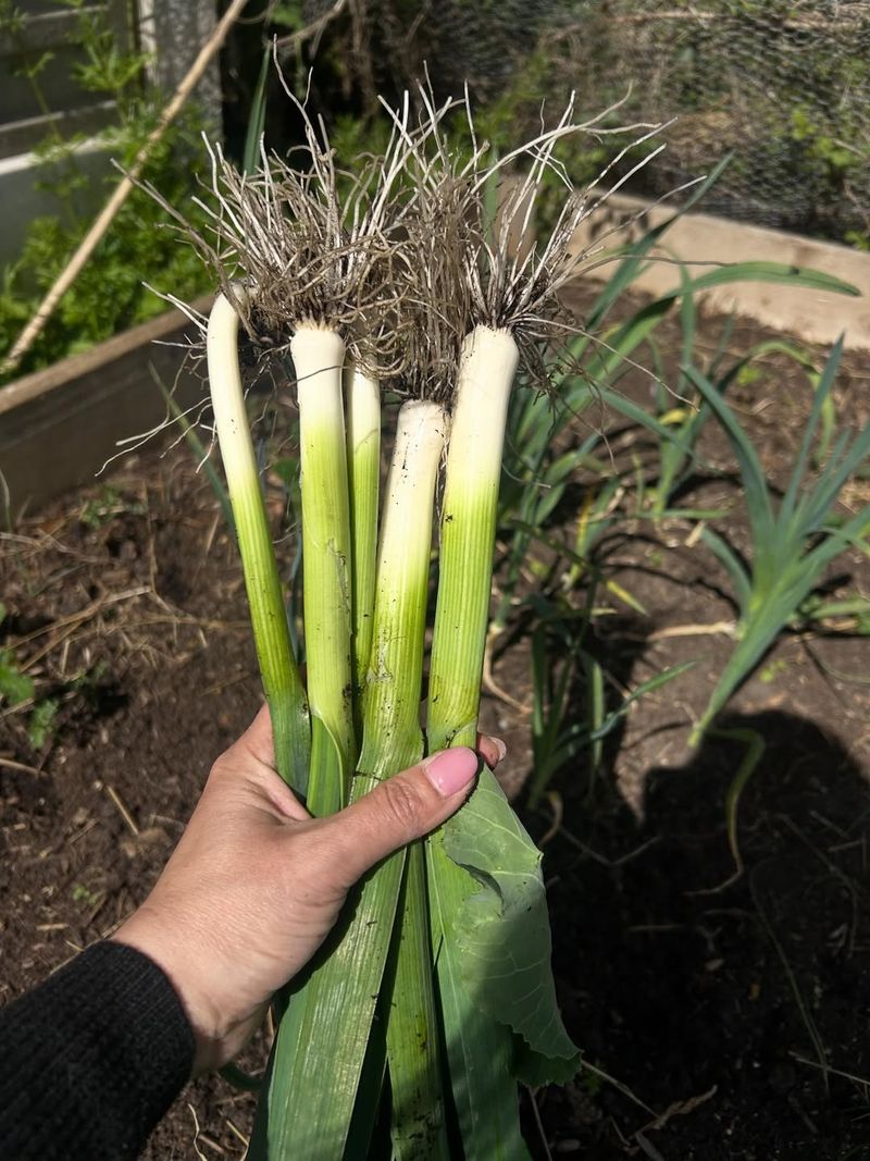 Leeks