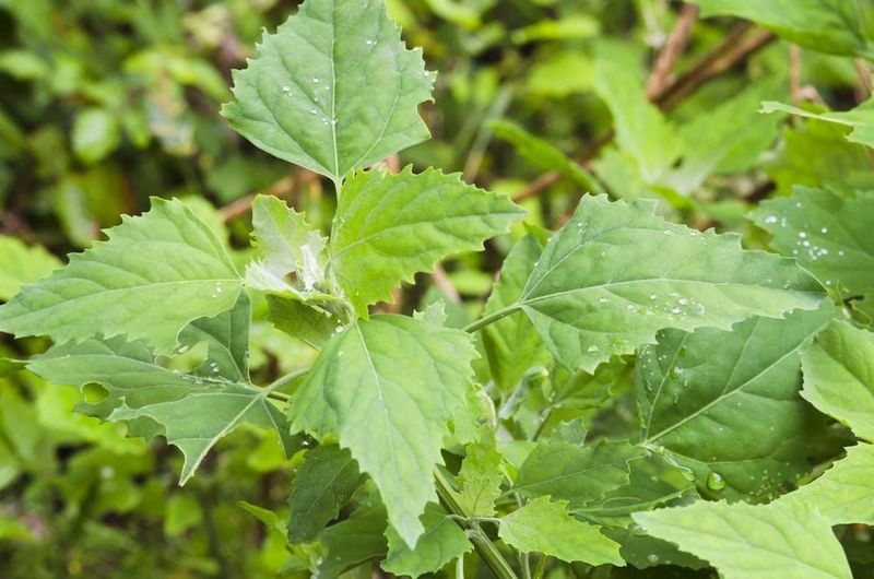 Left Unmanaged, It Can Overwhelm Your Garden