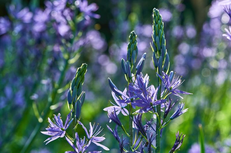 Leichtlin's Camas