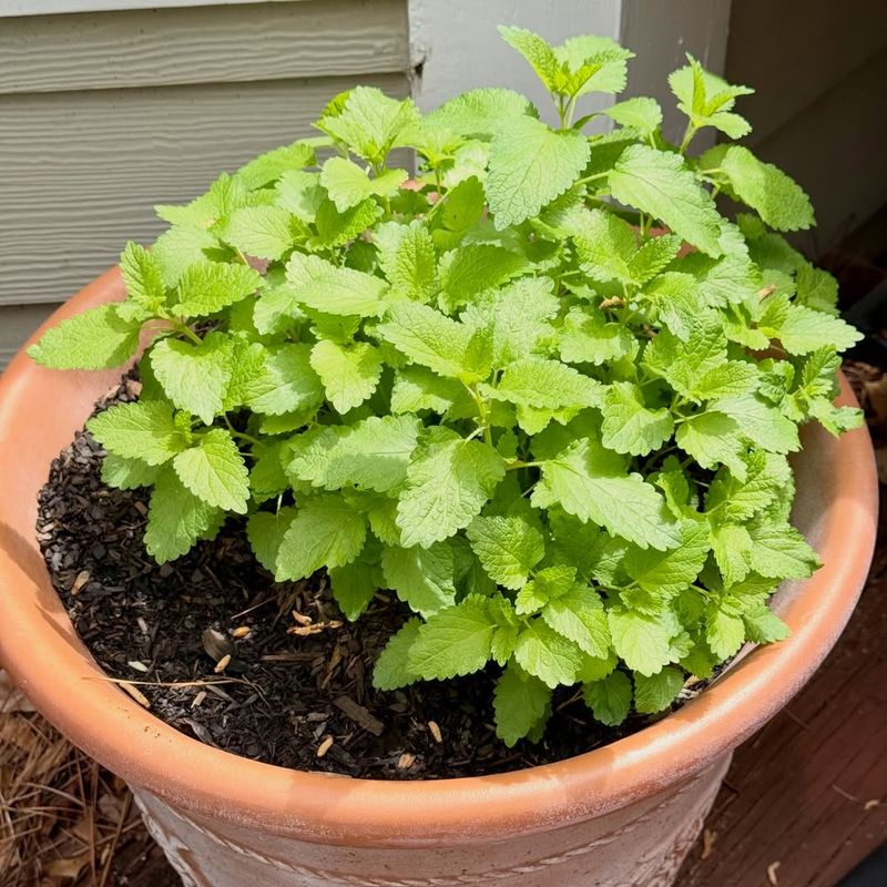 Lemon Balm