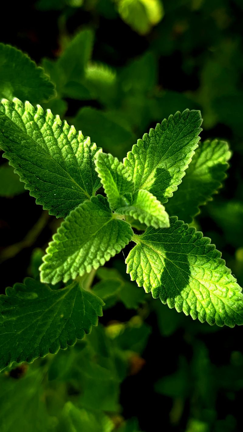 Lemon Balm