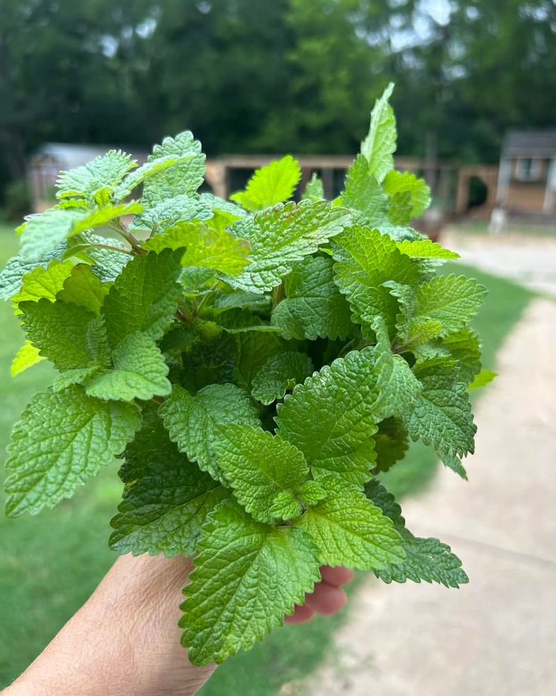 Lemon Balm Lemon Balm