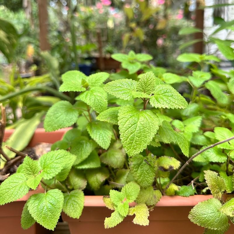 Lemon Balm Belongs In Containers
