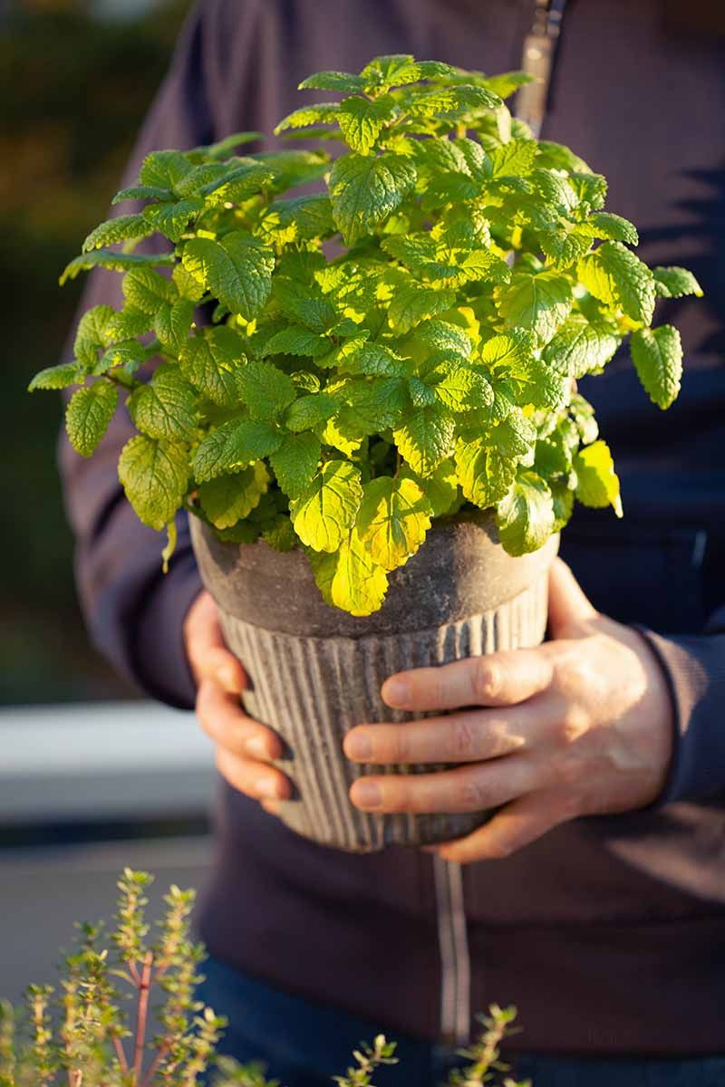 Lemon Balm Gives Patio Pots A Strong Citrus Scent