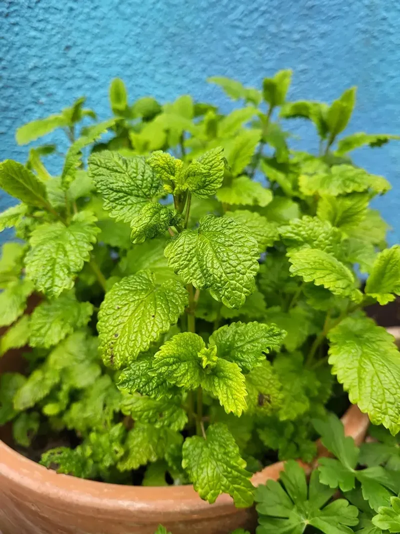 Lemon Balm Keeps Growing Even During Hot Summers