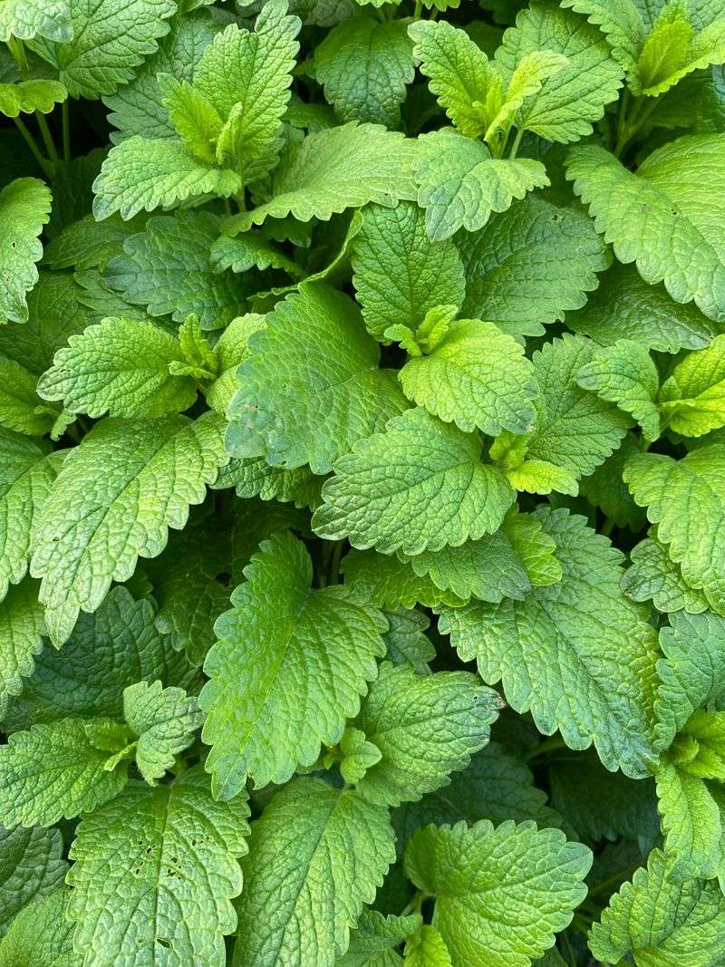 Lemon Balm (Melissa Officinalis) Lemon Balm (Melissa Officinalis)