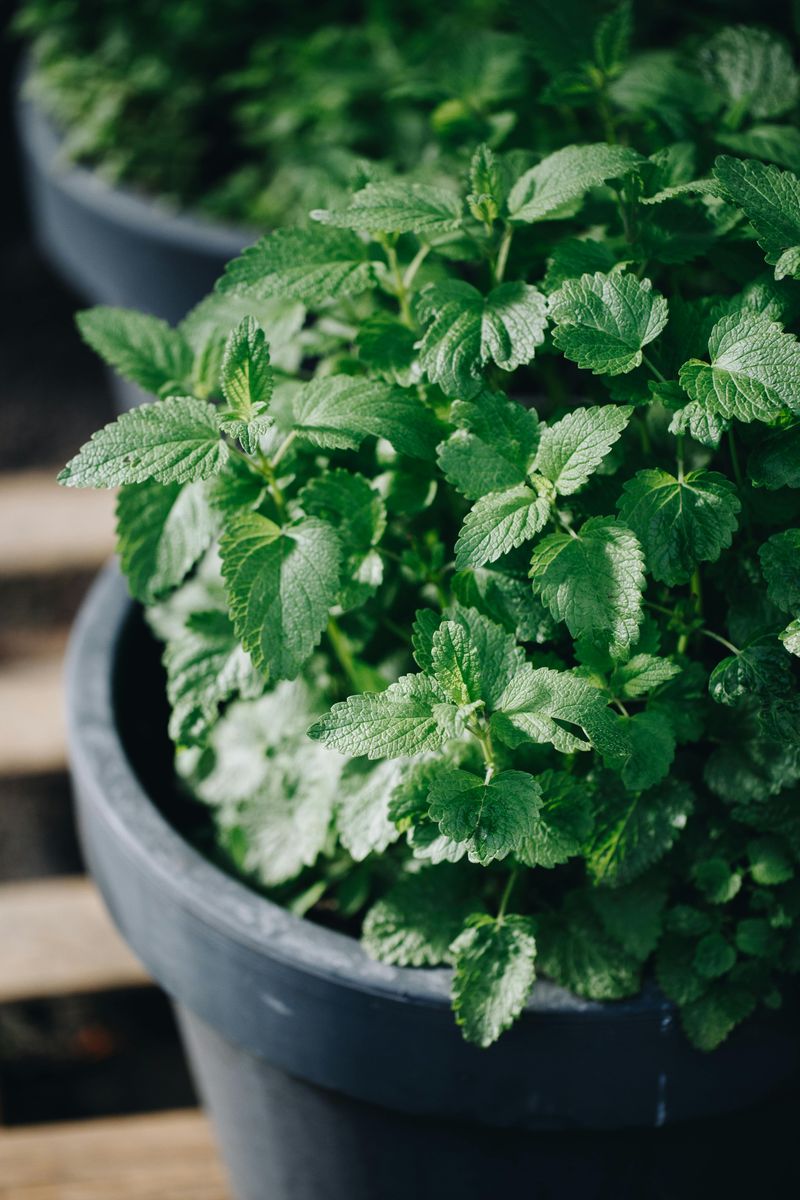 Lemon Balm Smells Like Lemonade And Works Like A Force Field