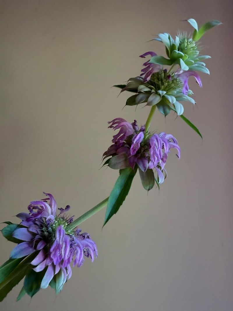 Lemon Beebalm