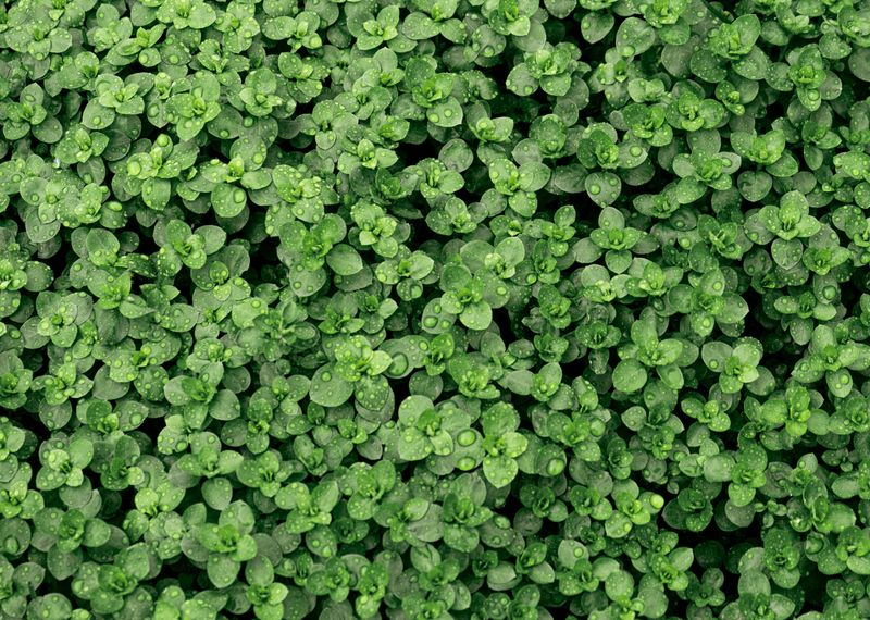 Lemon Thyme Does Two Jobs At Once And Ticks Want Nothing To Do With Either