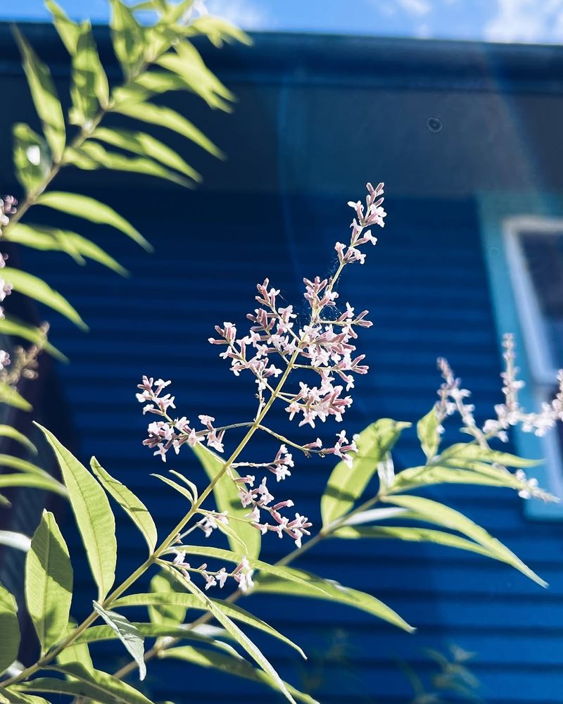 Lemon Verbena Adds Citrus Scent Near Walkways