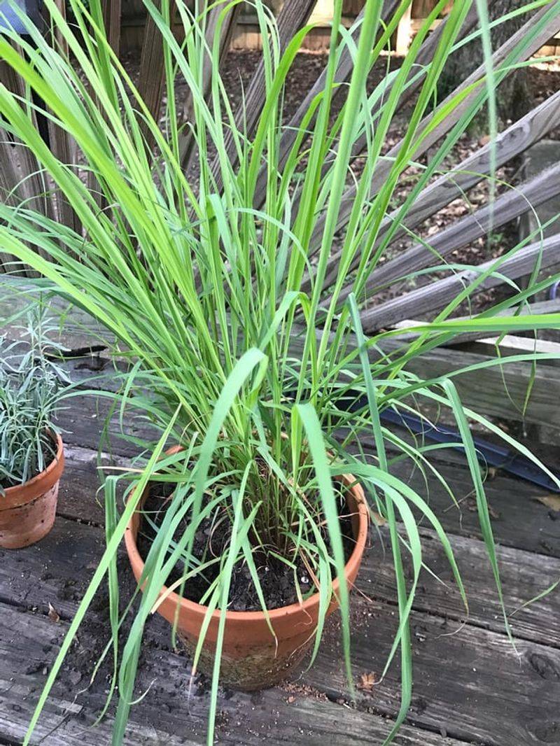 Lemongrass Lemongrass