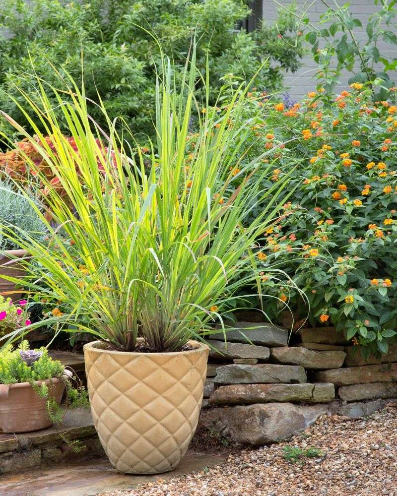 Lemongrass Adds A Citrusy Barrier Near Seating Areas