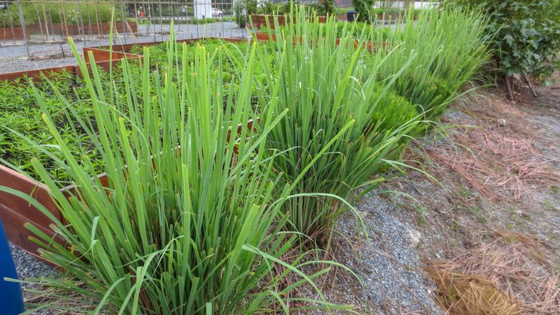 Lemongrass Adds A Citrusy Barrier