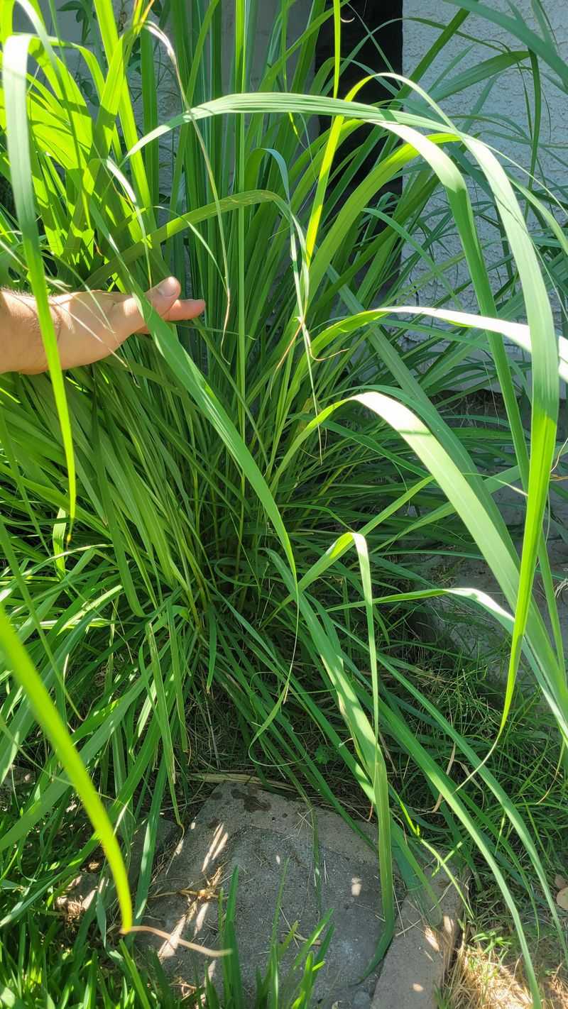 Lemongrass Also Gives North Carolina Gardeners A Useful Kitchen Herb