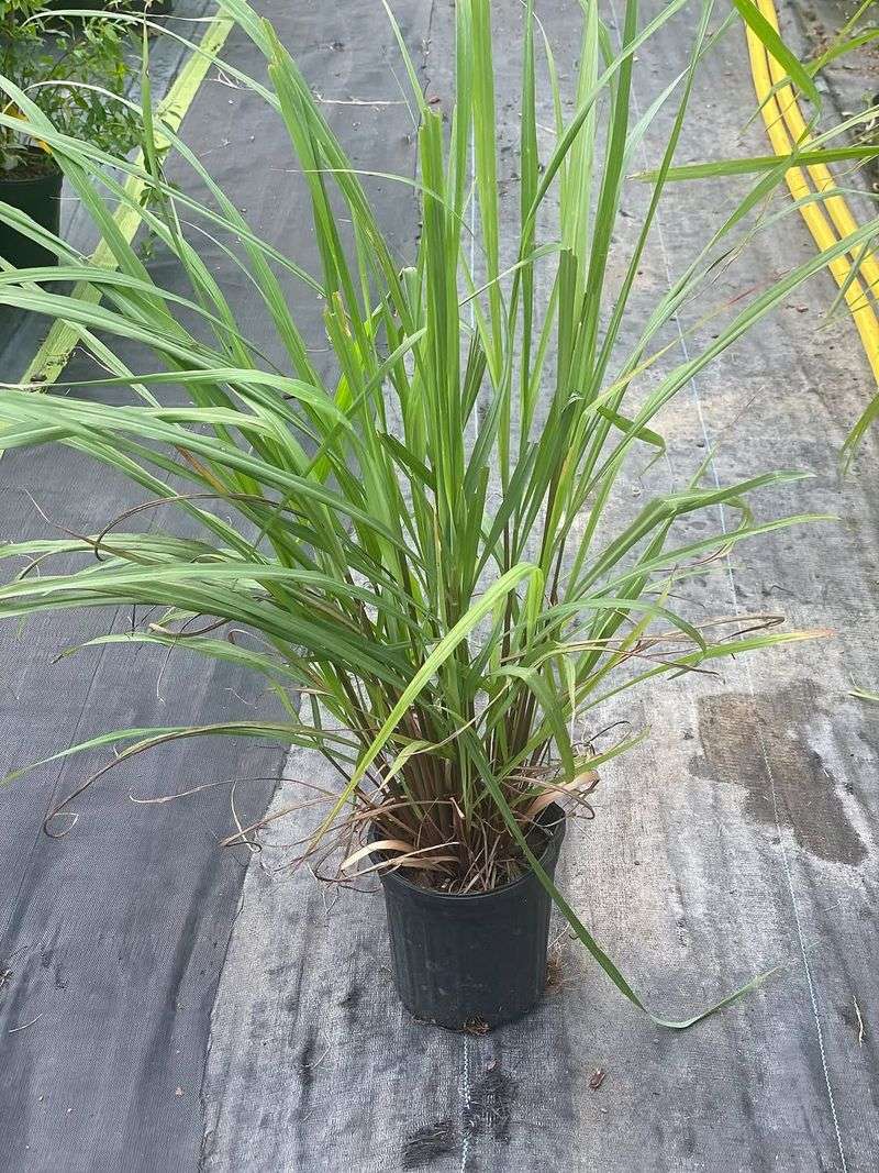 Lemongrass Makes Patios Feel Fresher Because Its Citrus Scent Helps Discourage Mosquitoes Nearby