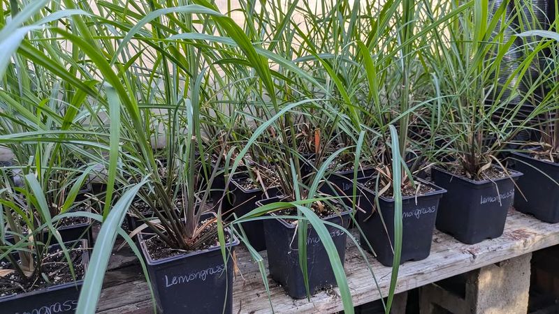 Lemongrass Needs Full Sun To Build Strong Fragrance