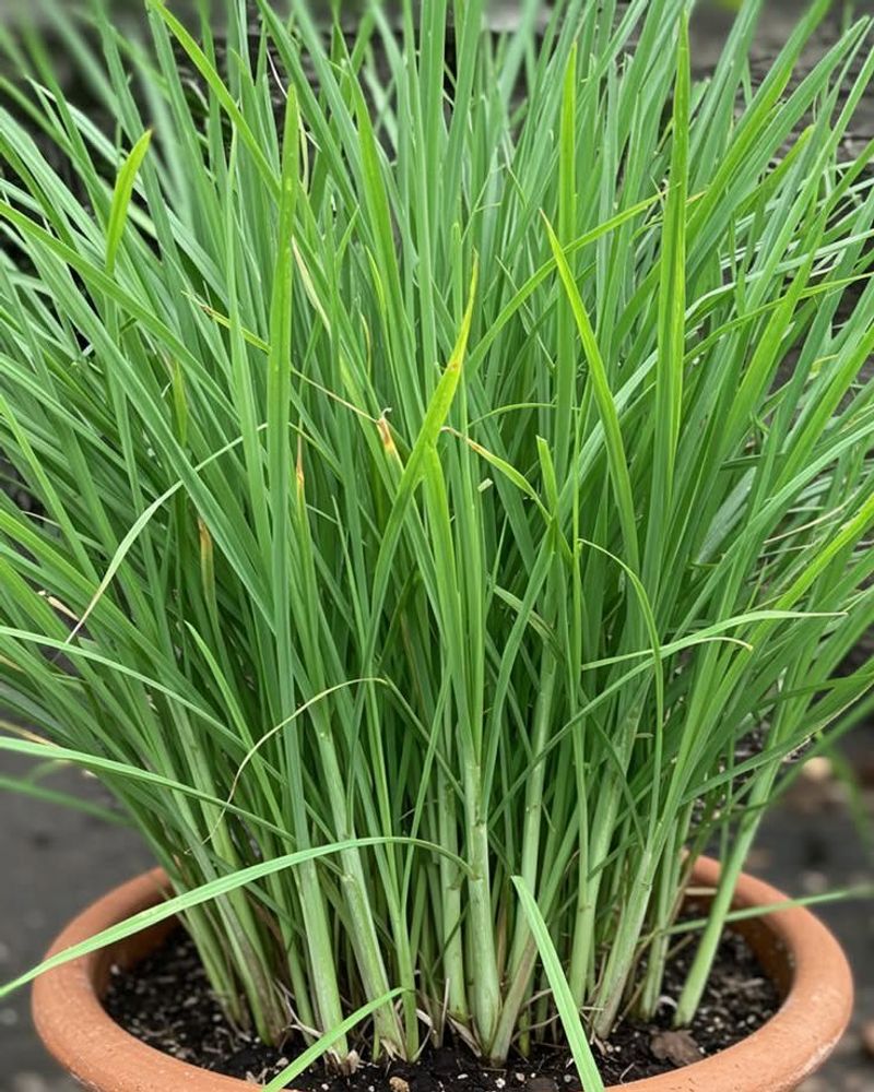 Lemongrass Produces A Noticeable Citrus Like Aroma