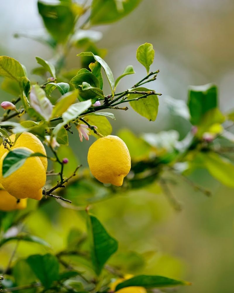 Lemons (Eureka, Meyer)