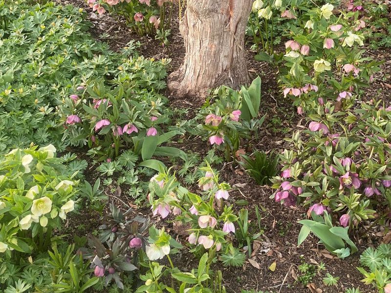 Lenten Rose Brings Early Beauty Under Trees