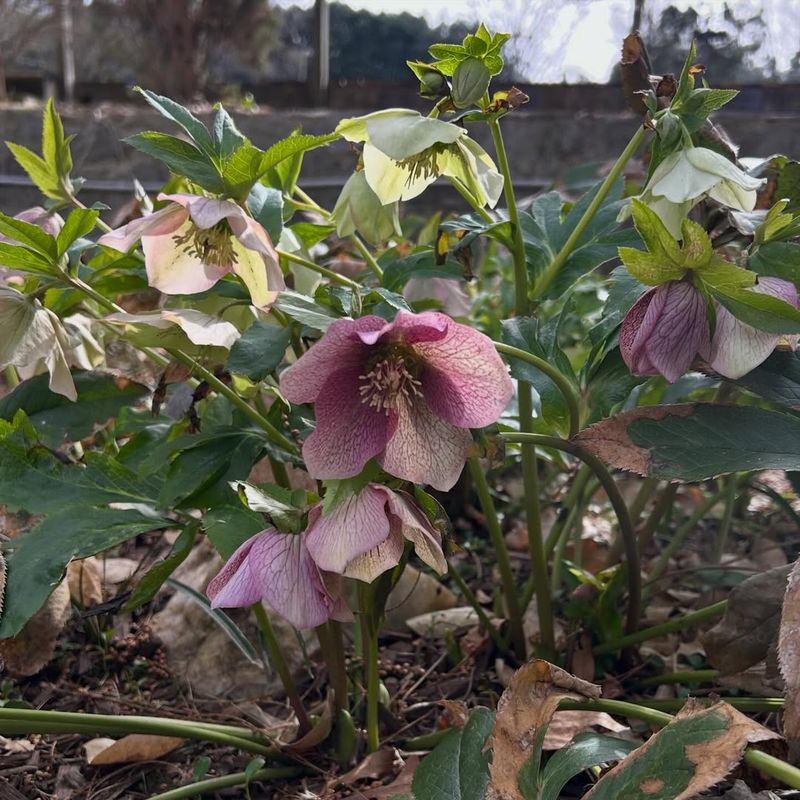 Lenten Rose Prefers Staying Undisturbed