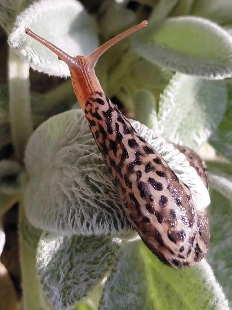 Leopard Slug