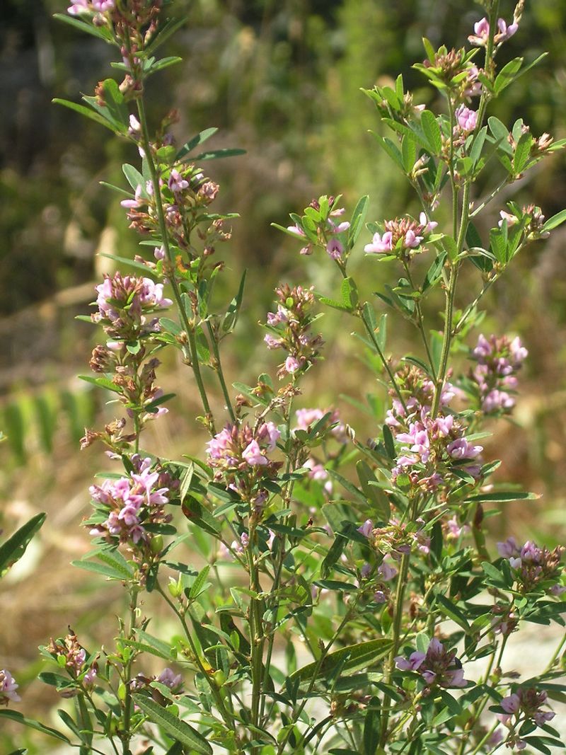 Lespedeza