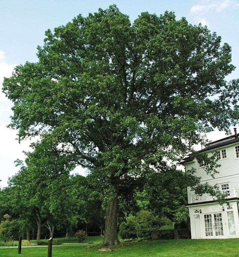 Less Mowing Beneath The Tree Keeps The Habitat Intact