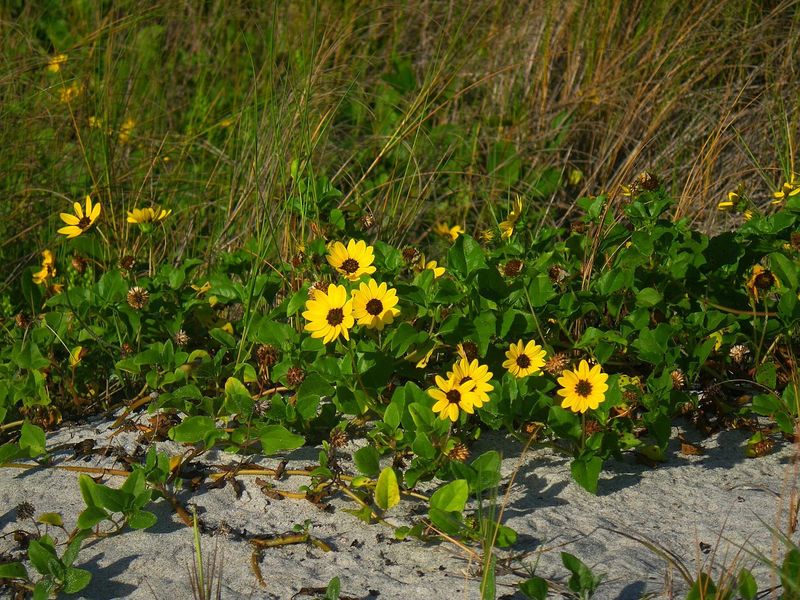 Less Water, More Wildlife, Better Florida Yards