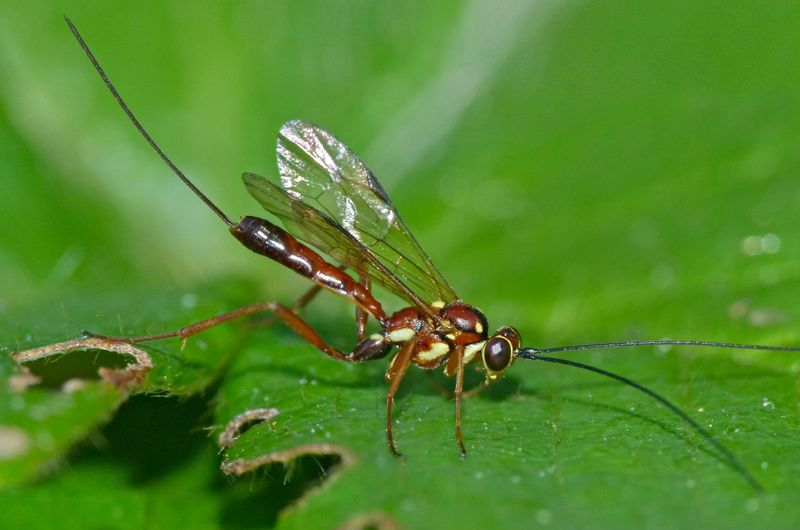 Let Beneficial Bugs Stay On Patrol