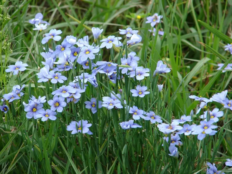 Let Blue Eyed Grass Sparkle At The Front Of The Border
