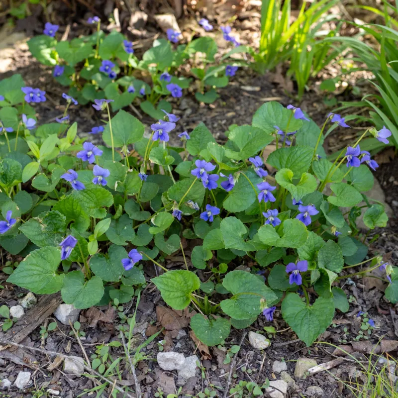 Let Blue Violets Soften Bare Soil With Spring Color