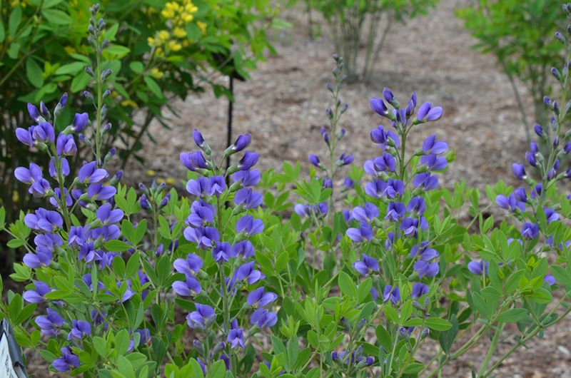 Let Blue Wild Indigo Anchor The Border As Spring Turns Warm