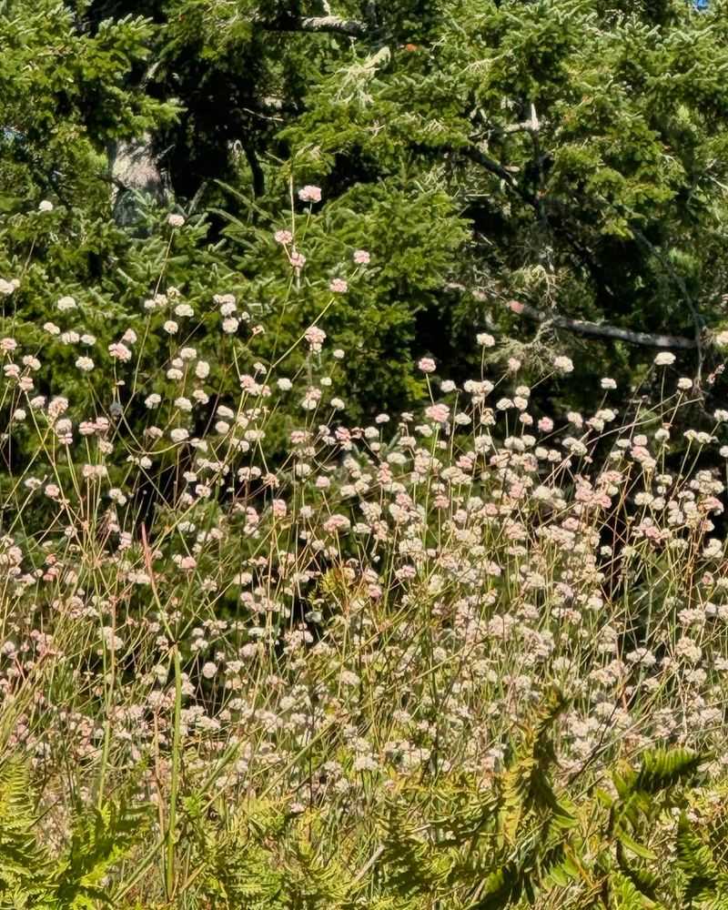 Let California Buckwheat Bring Pollinator Buzz Let California Buckwheat Bring Pollinator Buzz