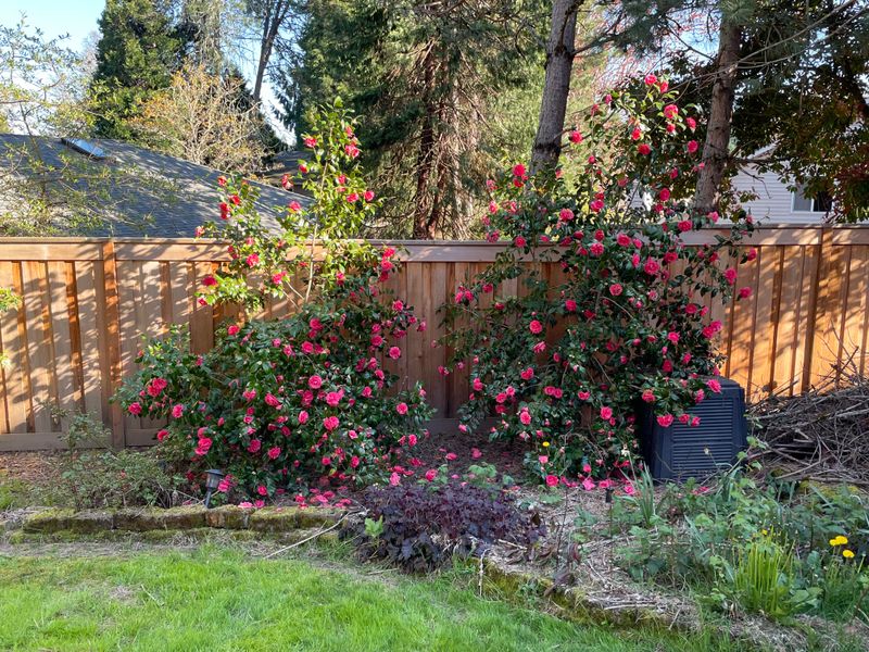 Let Camellias Flower Before You Shape The Shrub