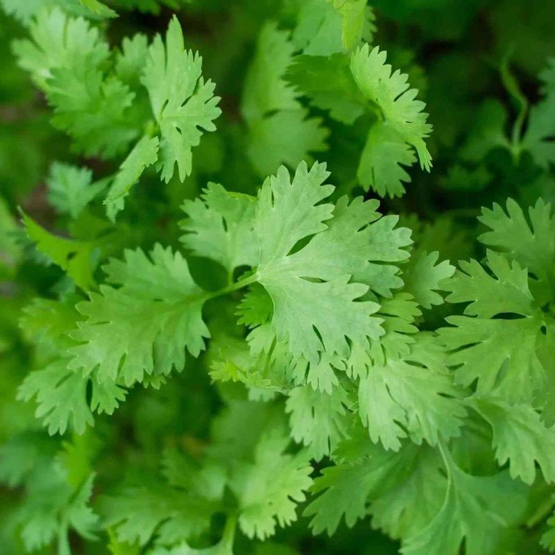Let Cilantro Bloom For Cool-Season Insect Support Let Cilantro Bloom For Cool-Season Insect Support