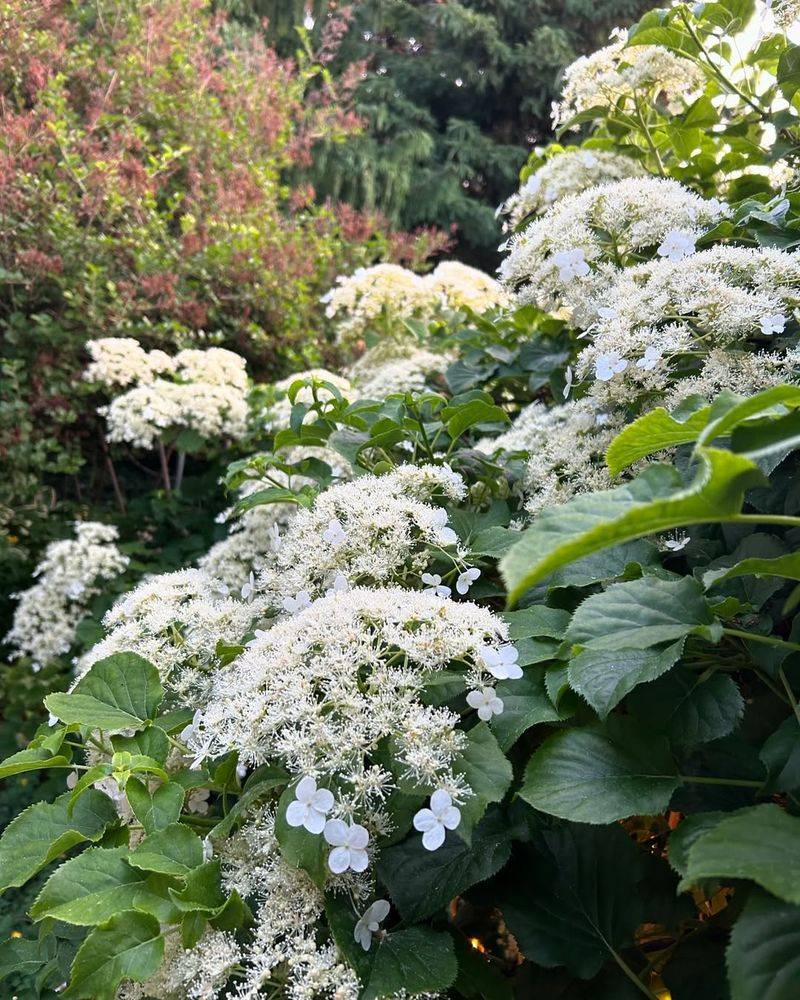 Let Climbing Hydrangeas Dress Up Walls And Fences