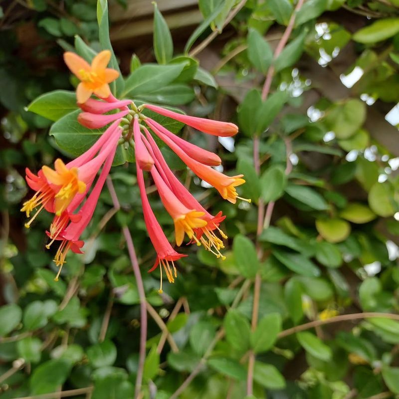 Let Coral Honeysuckle Blooms Turn Into Songbird Berries