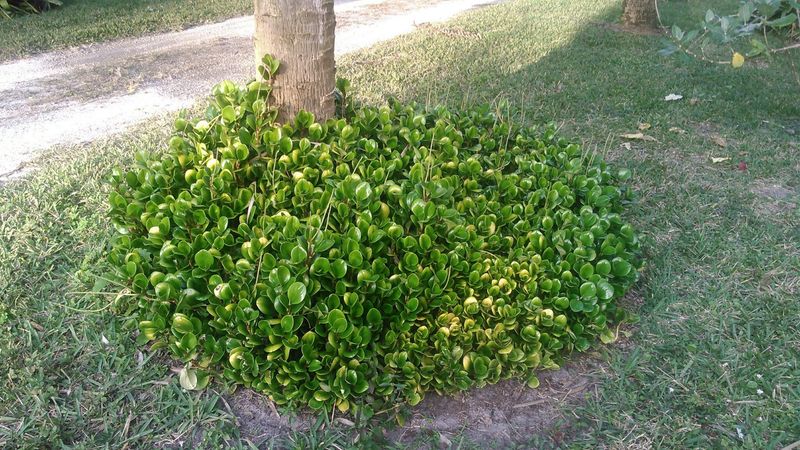 Let Florida Peperomia Soften Low Light Spaces
