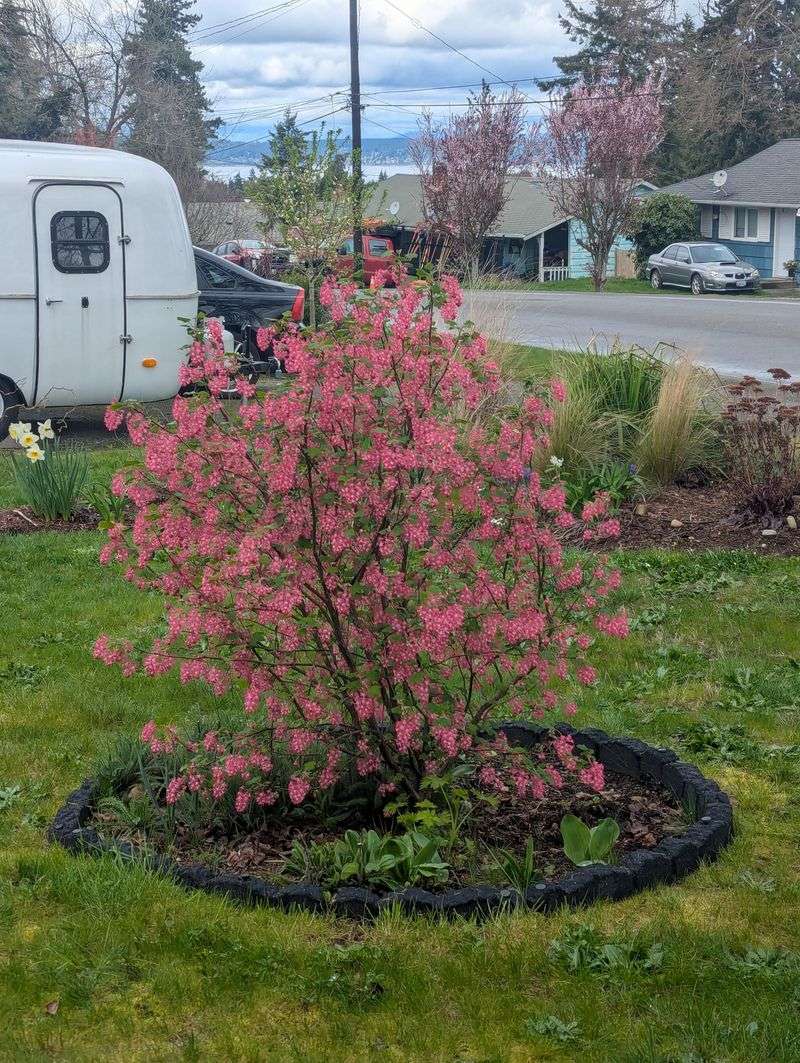 Let Flowering Currant Bring Early Spring Color