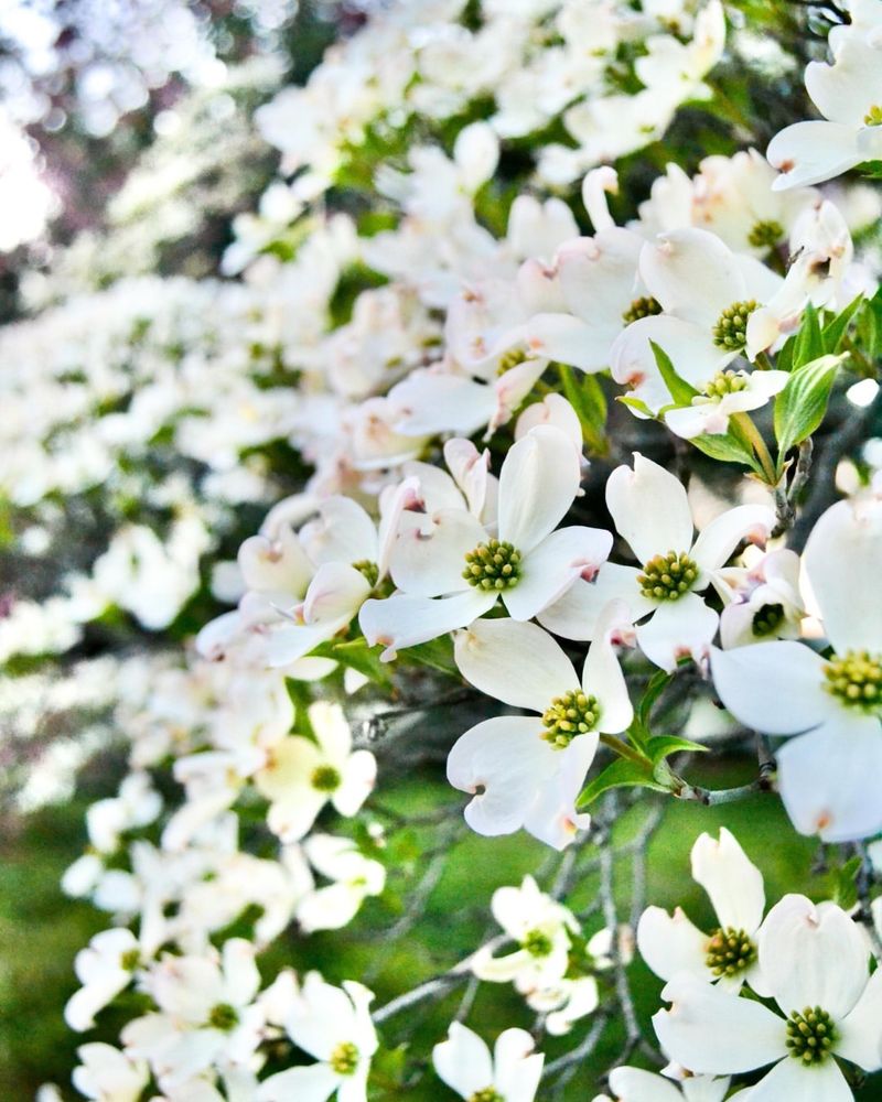 Let Flowering Dogwood Soften Patio Noise Let Flowering Dogwood Soften Patio Noise