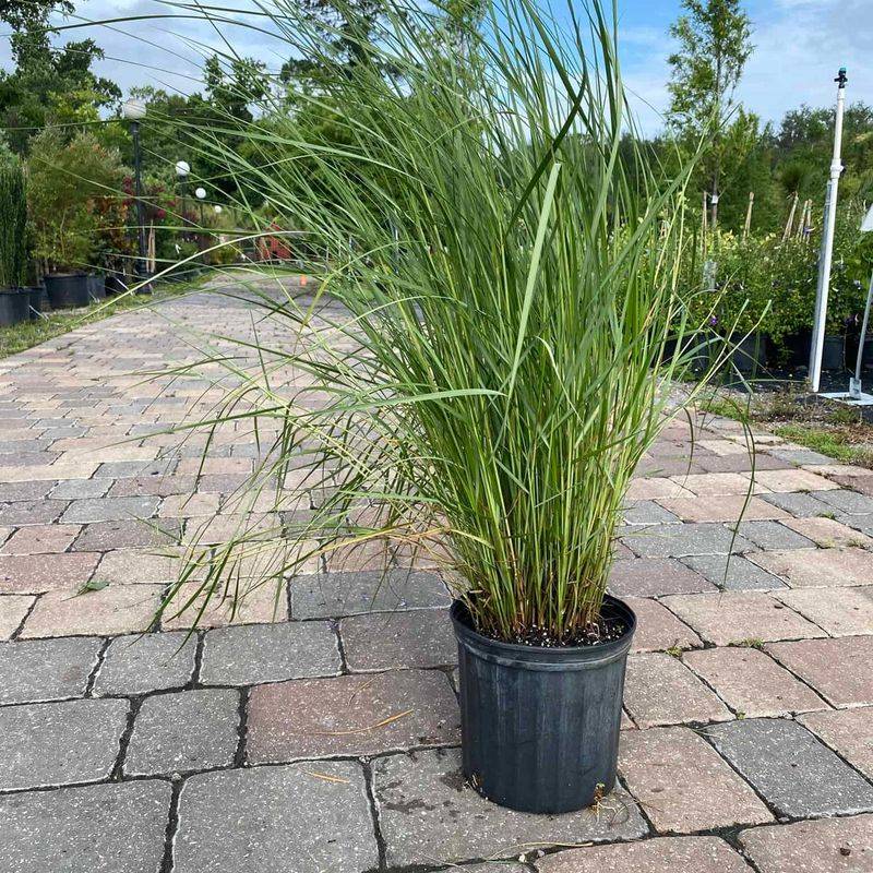 Try Sand Cordgrass For Coastal Toughness