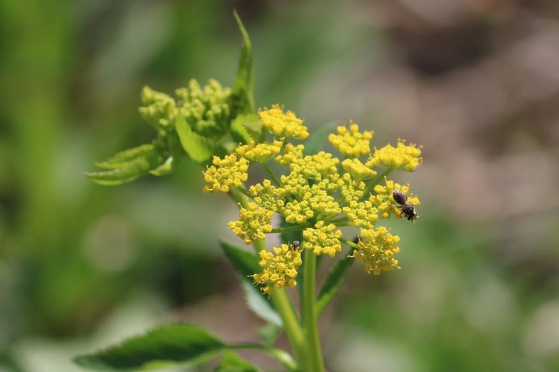 Let Golden Alexanders Wake Sunny Beds With Early Yellow