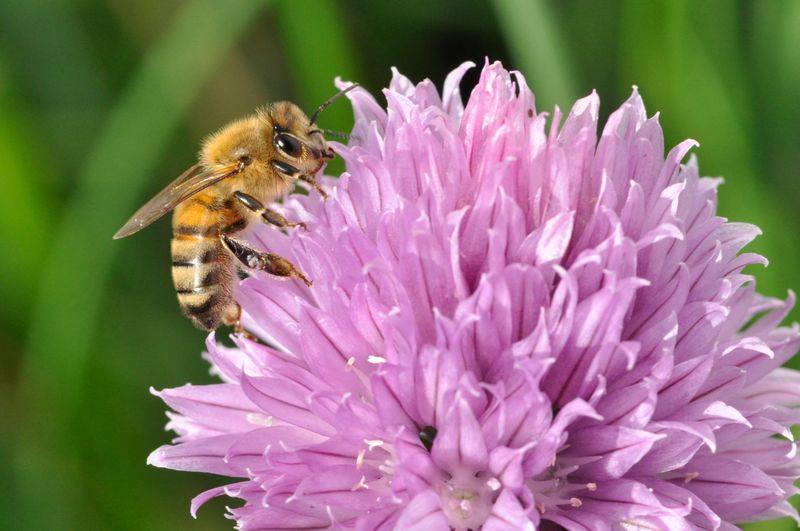 Let Herbs Flower For Bonus Bee Food