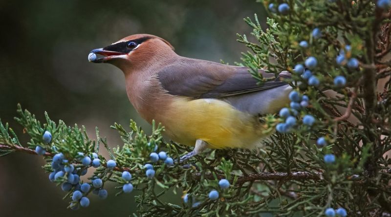 Let Its Berries Feed Birds Through The Cold Months