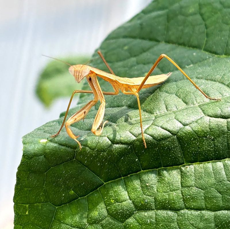 Let Leafy Shelter Give Them A Place To Hunt