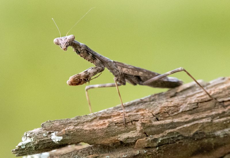 Let Mantises Work As Generalist Predators In The Garden
