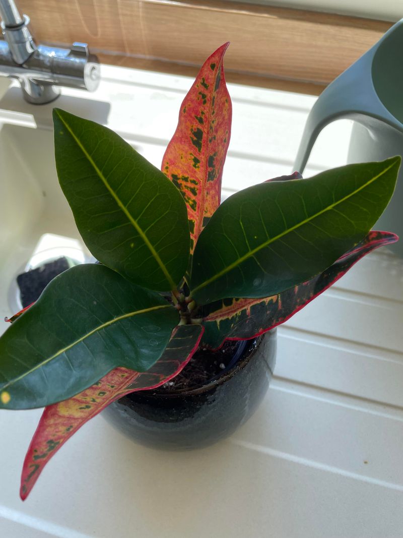 Let New Leaves Mature Before Judging The Color