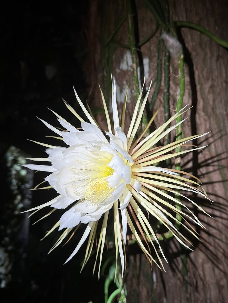 Let Night Blooming Cereus Steal The Show